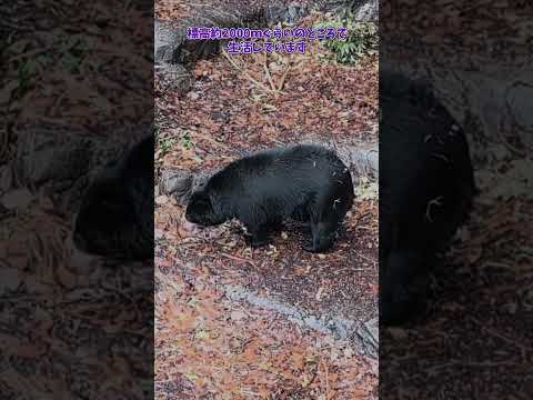 【よこはま動物園ズーラシア】メガネグマのミユキ🐻飼育員のとっておきタイム！　#shorts