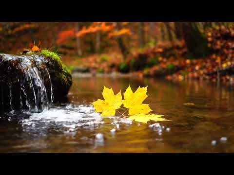 Rain-Kissed Zen Garden (2H40M) — Dawn Drizzle & Bamboo Water | Focus Sleep