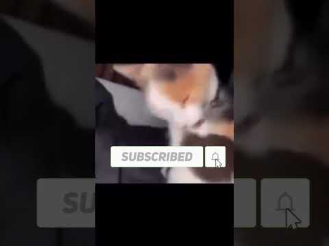 Reacción a videos graciosos l Reacción mexicano 23 #meez9  #meezjuegos