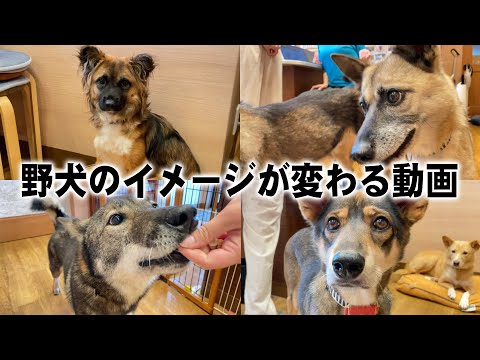 【野犬のイメージが変わる！】かわいすぎる元野犬ちゃんが続々登場！