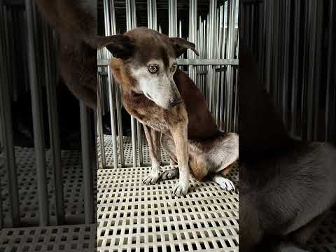 所有剛來老蘇的狗狗都會現在事先準備好的床位，剛到新環境，所有的狗狗都很驚慌失措，必須先製造單獨的空間，讓牠們有安全感，跟其他狗狗慢慢接觸，觀察每隻狗狗的個性及身體狀況，以保護狗狗及照護人員的安全