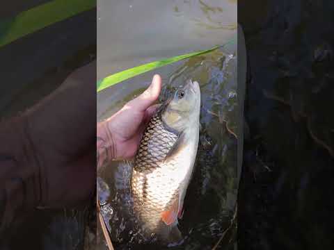 Nories Spin Shallow і його трофей #fishing #спінінг #бейткастинг #рибалка