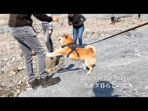 旅先で見かけたお兄さんになぜか一瞬で一目惚れする柴犬ナラ【4K】