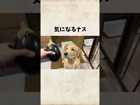 2023年3月生まれのモンちゃんを詳しく解説【ゴールデンレトリバー】 サムネイル