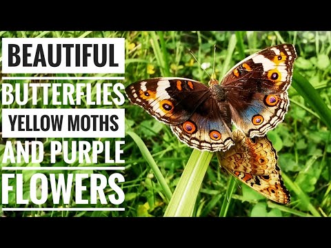 Beautiful Butterflies, Yellow Moths and Purple Flowers