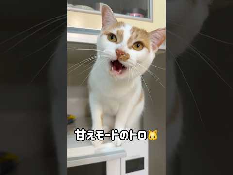 猫の動画サムネイル - 甘えモードで鳴くトロが可愛すぎる！ #shorts