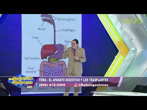 El aparato digestivo y los trasplantes - Salud Extrema