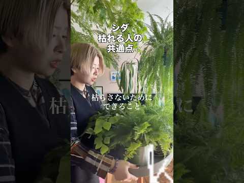シダ枯れる人の共通点 #観葉植物 #plants #ガーデニング