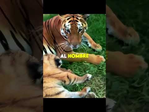 **Jak tygrysica nauczyła się ufać opiekunowi 🐯❤️**