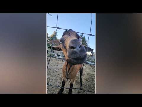 <strong>Ohio</strong> goat escapes 7 times, earns name "Cardio" from Dayton police