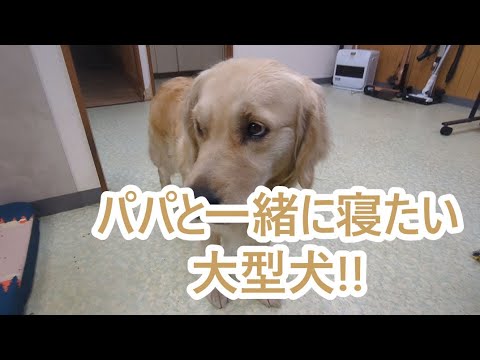 パパと寝たいゴールデンレトリバーのティトのかわいい日常 サムネイル