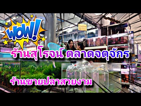 สุโรจน์ร้านขายปลาสวยงามที่ตล