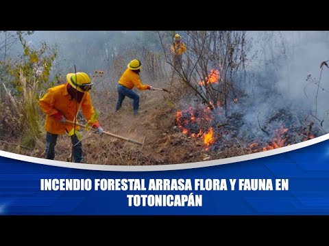 Incendio forestal arrasa flora y fauna en Totonicapán
