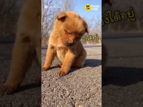น้องหมาน้อยง่วงนอน-|-Dogs-Clip น้องหมาน้อยง่วงนอน-|-Dogs-Clip
