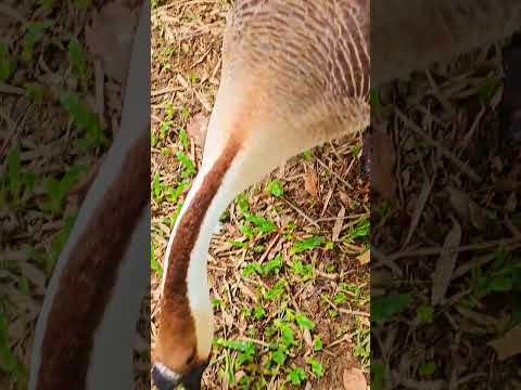 Furious Geese Launch Surprise Attack On Unsuspecting Humans! 🦢💥