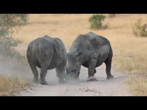 Rhino Fight between an adult cow and a sub-adult male.
