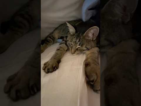 布団暑いなって思ったら猫いた