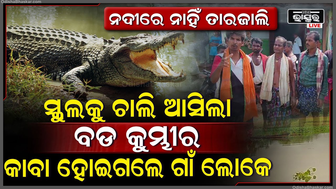 କୁମ୍ଭୀର ଆକ୍ରମଣରେ ଭୟ ଭିତରେ ଆଳିର ଅଞ୍ଚଳବାସୀ, ନଦୀରେ ନାହିଁ ତାର ଜାଲି ସ୍କଲ ଭିତରକୁ ଆସିଯାଉଛନ୍ତି କୁମ୍ଭୀର ।