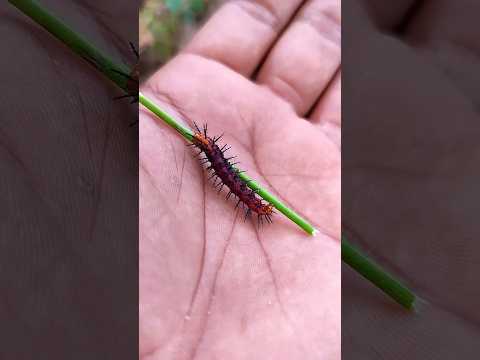 SUPER cute insects#anyuniqueanimals#animals #insects #bug #caterpillar#mantis#539