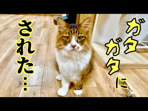 ど素人のヘアカットでガタガタになった長毛猫【元野良猫まるとら&ぽこまる】