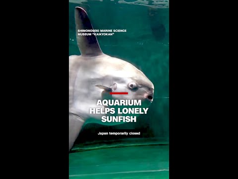 How a Japanese aquarium kept this lonely sunfish happy
