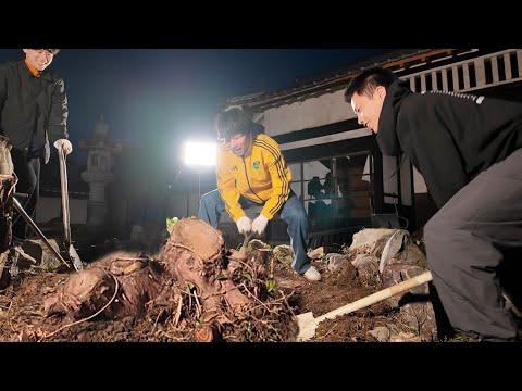 城の庭に生えてた巨大切り株を人力除去。