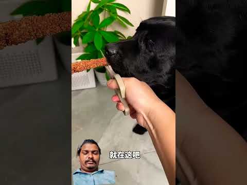 #labrador #cutedog #animals #shorts #dog #dogshorts @Doglovergod