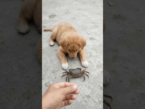 Puppy <strong>Meets</strong> a Crab #funny #comedy #funnyvideo