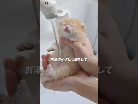 はじめてのシャンプー🫧