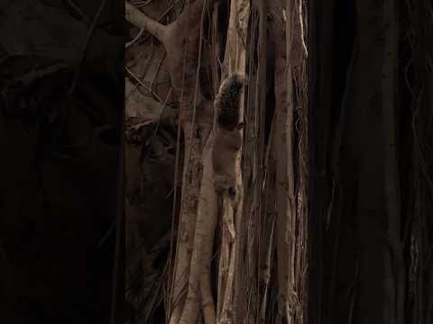 活這麼久第一次聽到松鼠叫 [大學廢生活280]