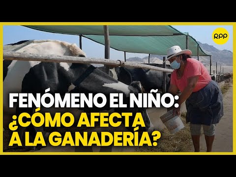 Arequipa: ganaderos plantean instalar una planta de leche en polvo en Puno