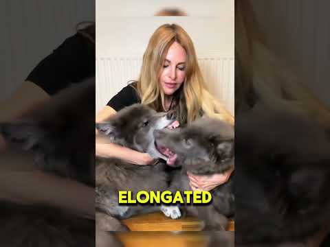 The Blue Bay Shepherd #bluebayshepherd #petshub #dogbreed #facts #petcareprovider #shorts #foryou