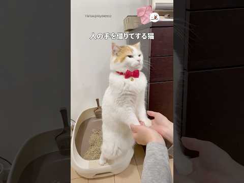 猫の動画サムネイル - 人の手を借りてする猫｜PECO