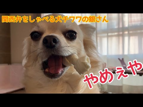 しゃべる 犬 関西 弁 プロ 野球 髪型