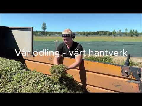 Från odling till färdigt sedumtak