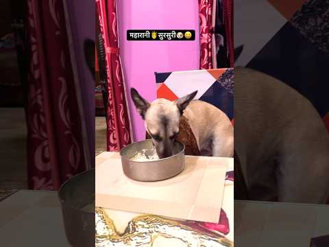 महारानी 👸 सुरसुरी🐶😆 #shorts #ytshorts #funny sursuri #indie #dogcomedy #voiceforvoiceless