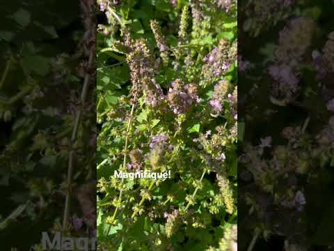 Its November! What’s happening? #gardening #latebloomers