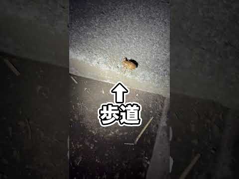 羽化途中のセミに偶然でくわしました!!!!