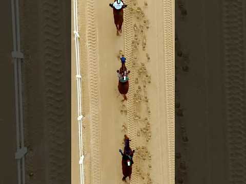 Endurance horses training Dubai #horse #horsetrack #horseriding #equestrianjourney