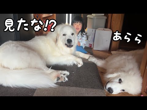 【修羅場】超大型犬が３歳児とイチャイチャしてるところを目撃したらものすごい顔で睨まれました…｜グレートピレニーズ&オールドイングリッシュシープドッグ&トイプードル