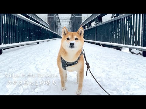 鼻の上に雪をのせて初雪の喜びを噛みしめる柴犬ナラ【4K】