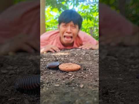Tears are falling, I can't stop crying until this pill millipede eats the whole biscuit #shortvideo
