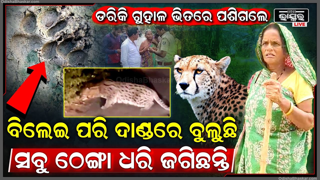 ବାଘ ବୁଲୁଛି ଦାଣ୍ଡରେ ଗାଁରେ ପଡିଲା ତାଟି କବାଟ..ବନ ବିଭାଗ ତଦନ୍ତ ପରେ ଜଣା ପଡିବ ସତ