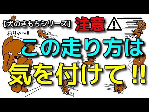 【犬 ドッグラン 犬のきもち】走り方で犬の気持ちわかります！犬のしつけエマチャンネル【犬のしつけ＠横浜】