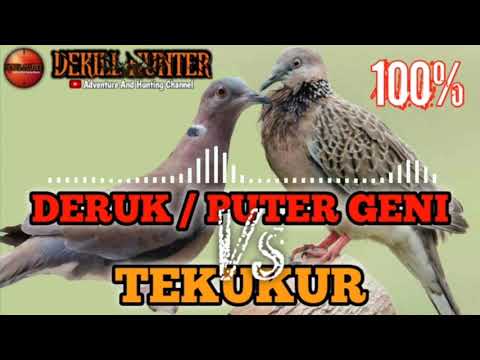 SUARA PIKAT BURUNG DERUK / PUTER GENI DAN TEKUKUR MENJADI SATU WAJIB DICOBA 100% AMPUH