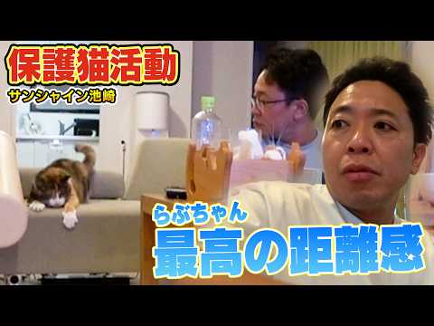 【保護猫活動】サンシャイン池崎さんのお家で預かっているらぶちゃんが遂におもちゃ遊びに！（嗚呼!!みんなの動物園）