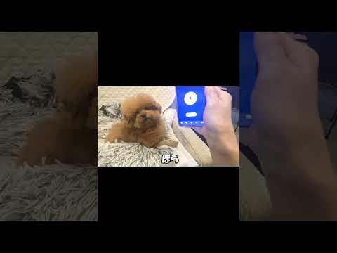 ＃おもしろ＃ゆずぽん＃犬語翻訳＃shorts