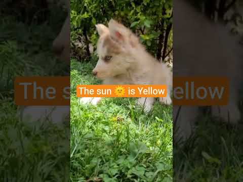 Close your eyes and type the ☀️ is yellow #foryou #funnydogs #viralvideo #shorts #trending