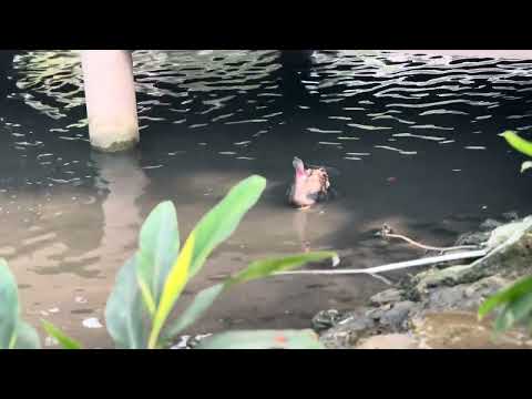 Lahore Zoo so relaxing