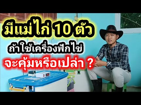 มีแม่ไก่10ตัวใช้เครื่องฟักไ